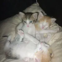 واگذاری گربه