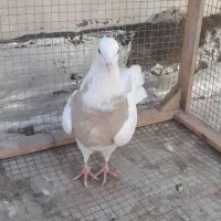 ماده طوقی|پرنده|شاهین‌شهر, عطار|دیوار