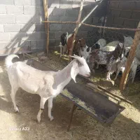 بز دو رگ پاکستانی و سانن