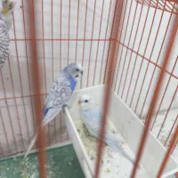 مرغ عشق
