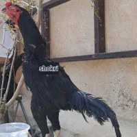 خروس و مرغ اوشامو