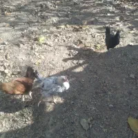 چندتا مرغ وخروس وجوجه امسال به فروش می‌رسد|حیوانات مزرعه|بلداجی, |دیوار