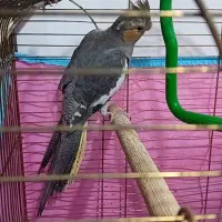 عروس هلندی ماده بالغ به رنگ طوسی