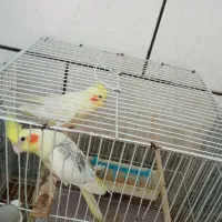 عروس هلندی