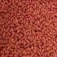 گندم پیشگام|گل و گیاه طبیعی|قروه, |دیوار