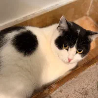 واگذاری ماده عقیم شده