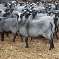 فروش گوسفند رومانوف و رومن ،گوسفند لاکن و..|حیوانات مزرعه|اصفهان, مولوی|دیوار