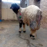 میش.بره.شیشک.قوچ بختیاری