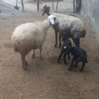 ۲ راس میش بابره