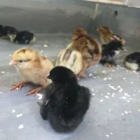 جوجه کشی به صورت شراکت