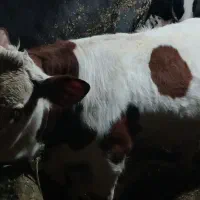 فروش سه راس گوساله و یک گاو شیر ده