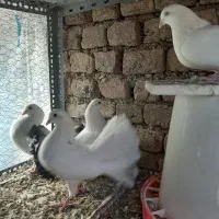 کفتر دم چتری