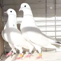 کفتر ۵جفت نرو ماده جنس جواب داده|پرنده|تهران, وردآورد|دیوار