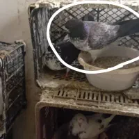 کفتر سوسکی غاره ای باخت رفته