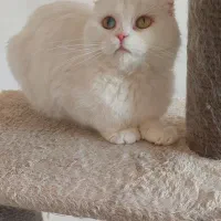 اسکاتیش|گربه|شهریار, شهریار|دیوار