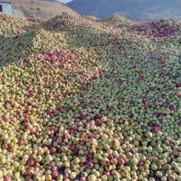 سیب پا درختی ایسونم