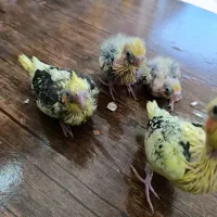 جوجه سرلاکی عروس هلندی|پرنده|ساری, |دیوار