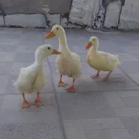 اردک