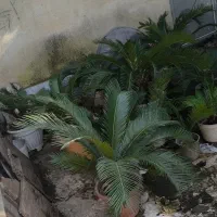 سیکاس|گل و گیاه طبیعی|رشت, سعدی (تختی)|دیوار