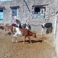 گاو وگوساله زرد دورگ