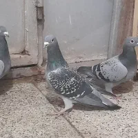 کبوتر دمگیر خرقه وپلاکی مسافتی