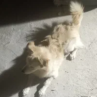 سگ پامرنر|سگ|بندرعباس, |دیوار