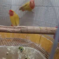 یک جفت طوطی کوتوله میخام بفروشم جا ندارم