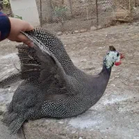 مرغ شاخدار و خروس دو رگه محلی و لاری|حیوانات مزرعه|مزرعه کتول, |دیوار