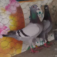 کفتر پلاکی کبوتر مسافتی جفت المانی شهرستانی