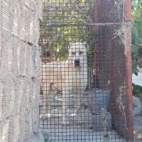 سگ الابای اصل|سگ|باغ بهادران, |دیوار