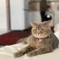 گربه برتیش ماده