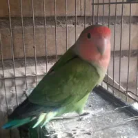 طوطی برزیلی