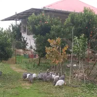 مرغ شاخدار|حیوانات مزرعه|قائم‌شهر, |دیوار