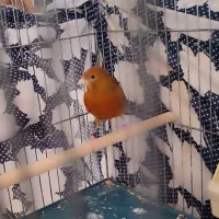 قناری ماده سرخ سوخته