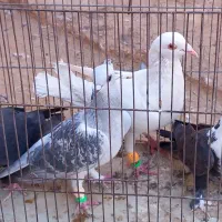 چهار تا کفتر شکار|پرنده|رفسنجان, |دیوار