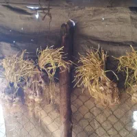 سیر محلی بذری