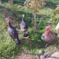 فروش مرغ و بوقلمون