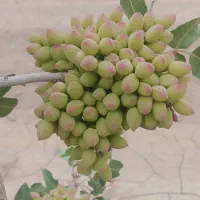 هرس انگور داربستی .پسته .باغ و باغچه