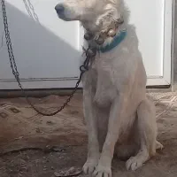 سگ گله ای دهن پاک|سگ|قم, شهرک طالقانی|دیوار