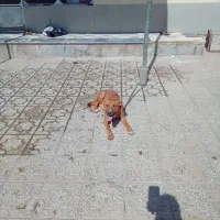 سگ مرغ گوسفند|سگ|مبارکه, |دیوار