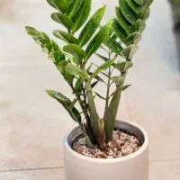 حراج فوق‌العاده تمامی گل های آگهی فقط 1.6.5ت