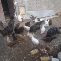 25تا مرغ و۵ تا بقلمو و2تا غاز|حیوانات مزرعه|قزوین, |دیوار