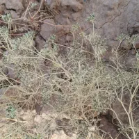زیره سبز|خوردنی و آشامیدنی|جنگل, |دیوار