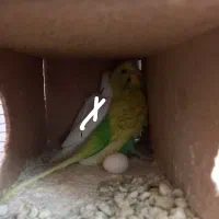 یه جفت مرغ عشق بسیار مولد