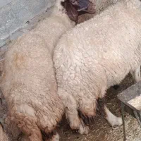 2عدد میش یا گوسفند سنجابی اصیل