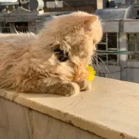 گربه پرشین