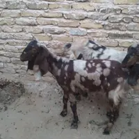 بز ماده|حیوانات مزرعه|چناران, |دیوار