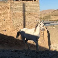 اسب مادیان و کره نریان