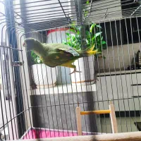 طوطی ملنگو|پرنده|گرگان, |دیوار