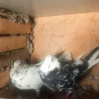 کفتر سرور نرو ماده